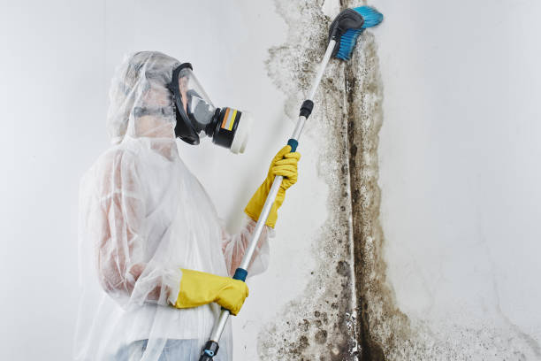 Madison Heights, MI Mold Removal Company