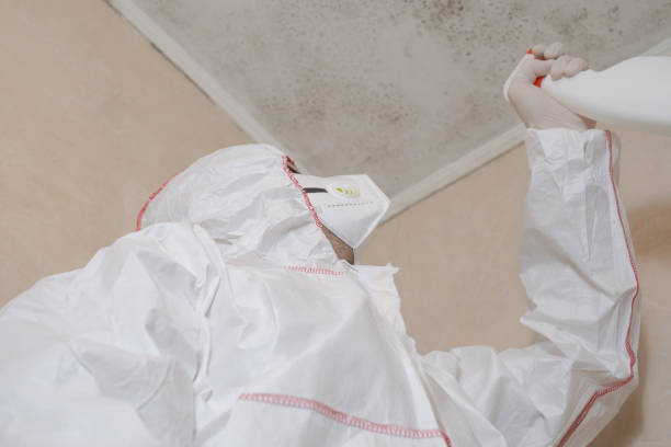 Best Mold Damage Repair  in Madison Heights, MI