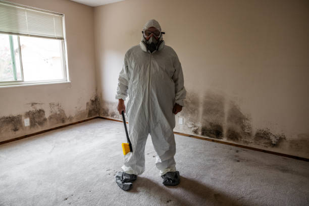 Best Certified Mold Removal  in Madison Heights, MI