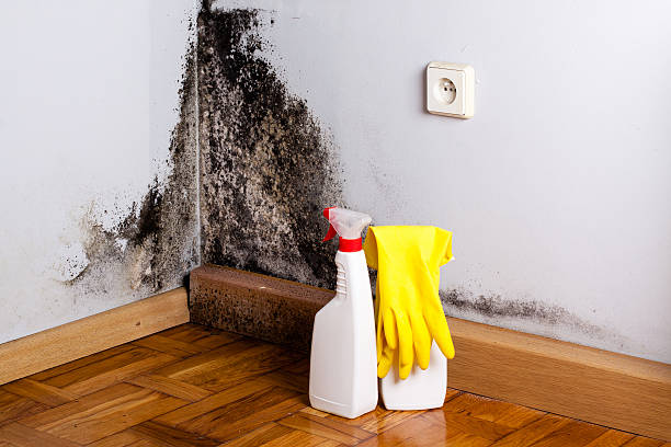 Best Crawl Space Mold Removal  in Madison Heights, MI