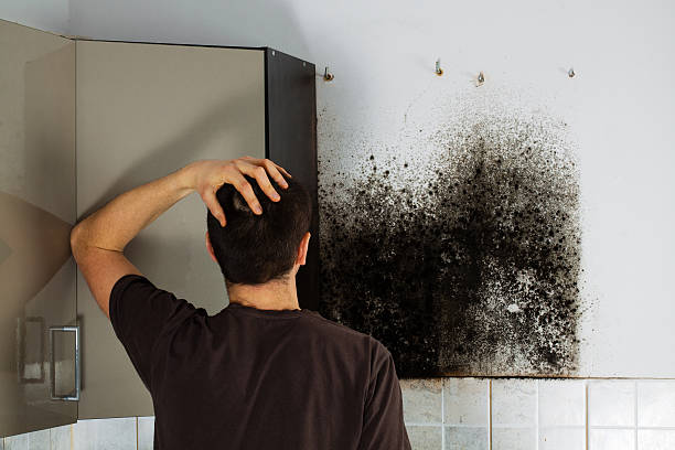 Best Black Mold Removal  in Madison Heights, MI